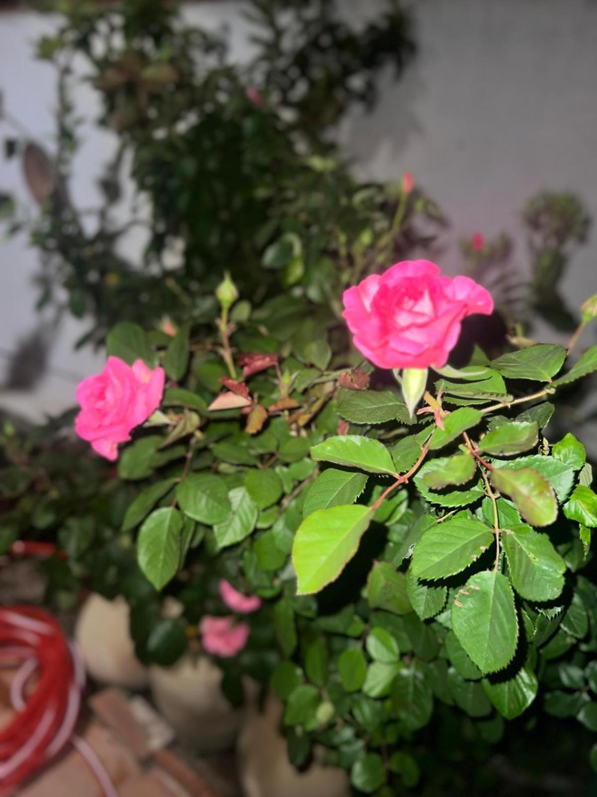 Rosa Dei Venti Ξενοδοχείο Κάλιαρι Εξωτερικό φωτογραφία