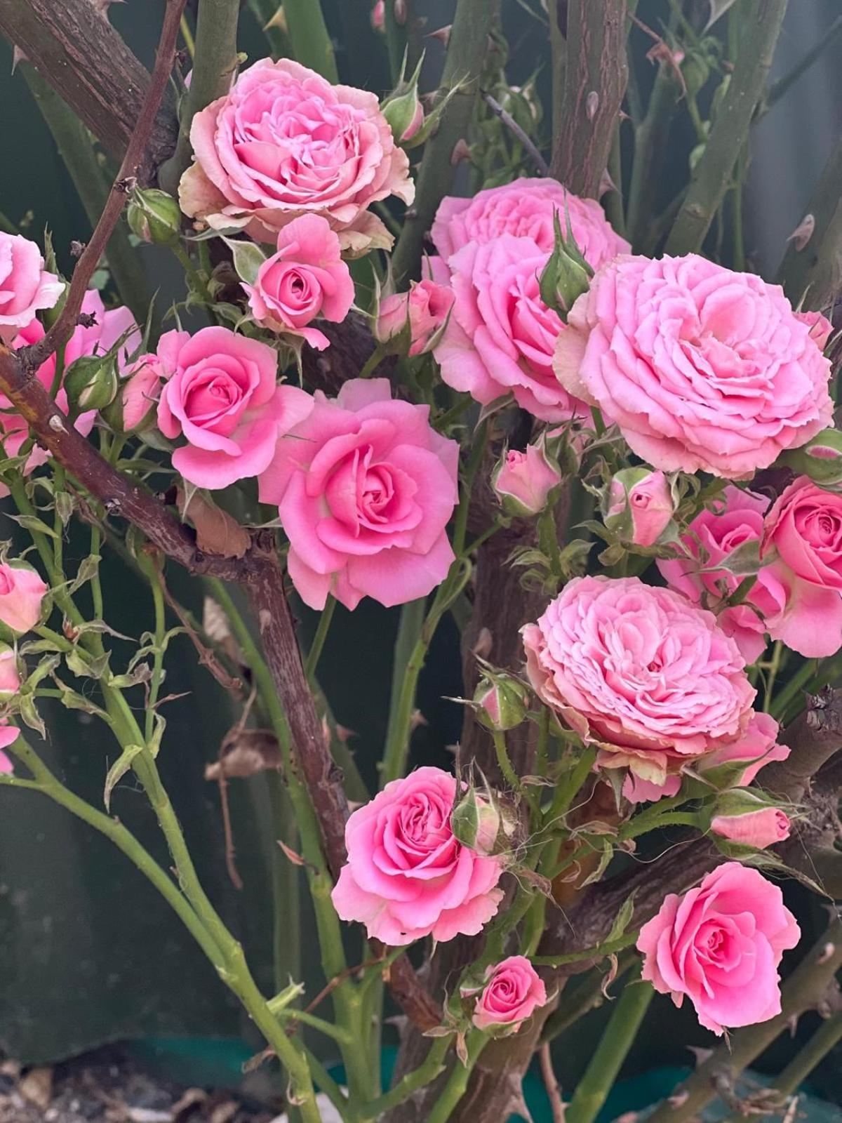 Rosa Dei Venti Ξενοδοχείο Κάλιαρι Εξωτερικό φωτογραφία